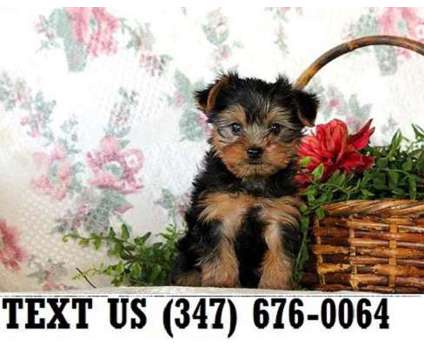 Unifying Yorkshire Terrier Puppies For sale