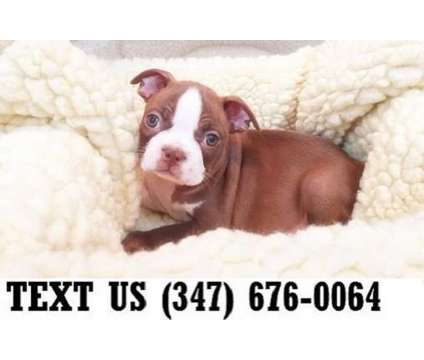 Treasurable Boston Terrier Puppies For sale