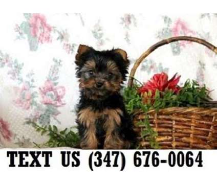 Terrific Yorkshire Terrier Puppies For sale