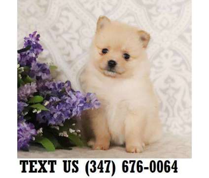 Tantalizing Pomeranian Puppies For sale
