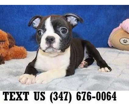 Succulent Boston Terrier Puppies For sale