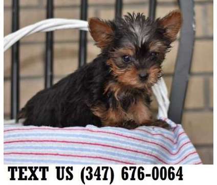 Preferred Yorkshire Terrier Puppies For sale