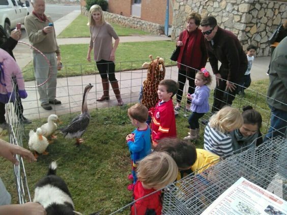 Petting Zoo and Pony Rides