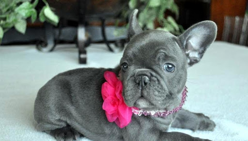 M/F Akc Reg French Bulldog Puppies