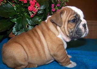 Business For Sale: Cute English Bulldog Pups For Sale