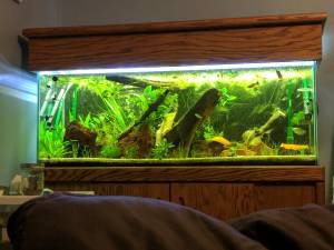 Aquarium Plants/Fish/Accessories (Chevy Chase, DC)