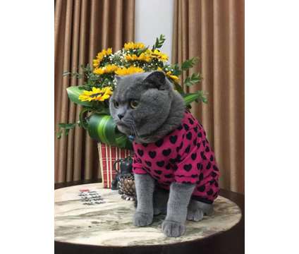 PET Clothing and Fashing. Dogs and Cats. Cheap and Cute