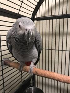 African Gray parrot (Richland)