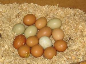 Fertile chicken eggs - hatching eggs (federal way)