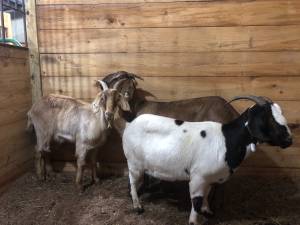 Spanish Goats (Chesapeake, OH)