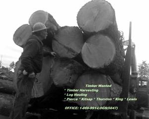 Tree Loggers (ravensdale duvall enumclaw maple valley)