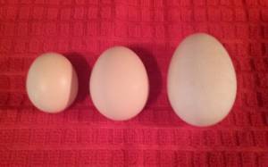 Farm Fresh Eggs (Eatonville)