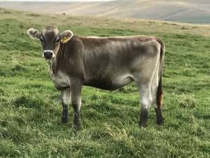 Brown Swiss Nurse/Milk cows (Drummond)