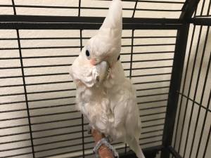 Goffin Cockatoo (Richland)