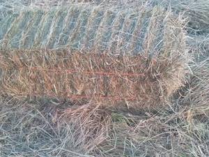 Premium grass horse hay (Chehalis)