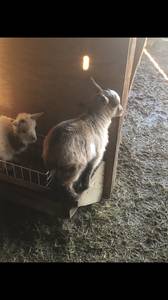 Goats chickens rabbits guineas (Proctor)