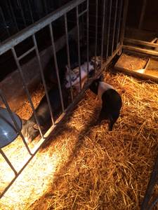 Feeder Pigs (Mitchell)
