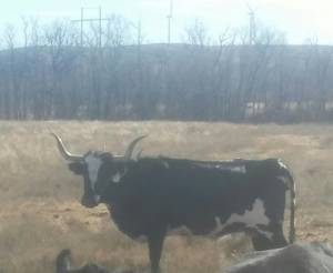 Registered WR Longhorn Cow (FLETCHER)