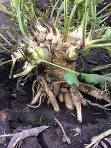 Horseradish Roots (North Tacoma)