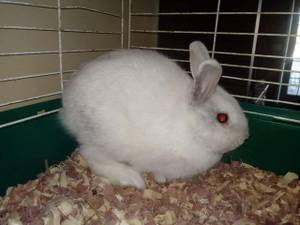 Mini Rex Bunnies (Rossville, GA)