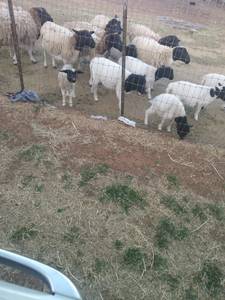 Doper lambs for sale ($Midland)