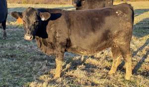 Registered Black Angus *BRED* heifers - TAEP (Portland, TN)