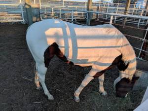 APHA 3yr old Paint Mare (Clint TX)