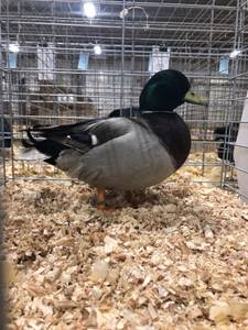 Grey call duck cockerel (Grayson)