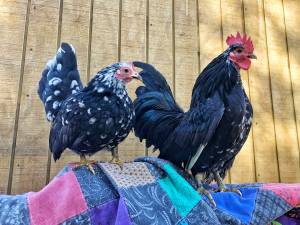 Molted serama pair (Grayson ky)