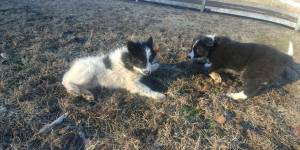 Border Collie Pup (Lavalette)