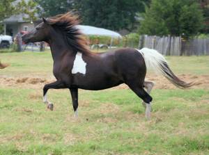 Beautiful Black and White ASPC Registered Shetland Pony Broodmare (Denison)