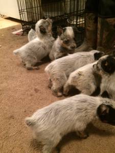 Blue heeler pups (South Webster)