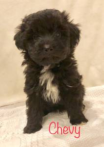 Mini Ausiedoodle Puppy (Henefer)