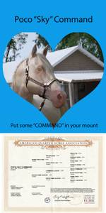 Stud Service - AQHA 93% Foundation (Ontario Oregon)