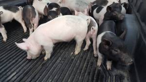 4-H Weaner Pigs (Livingston)