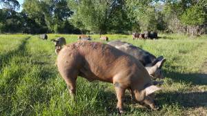 Pastured Pork For Sale - Raised Locally (Trout Creek, MT)