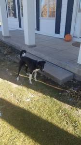 FREE Dog (Montpelier)