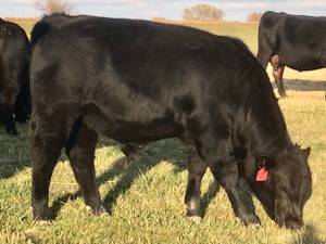 Yearling Gelbvieh and Balancer Bulls for Sale