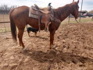 8 yr Ranch Quarterhorse