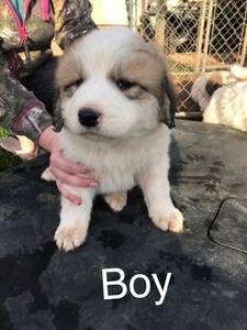 Great Pyrenees