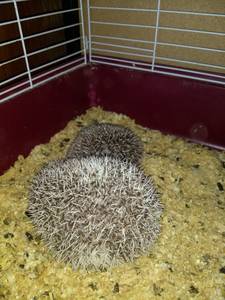 Hedgehogs (Morrill)