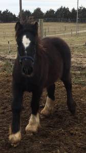Gypsy Vanner Stud Colt (New Bloomfield, MO)