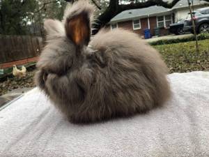English Angora rabbits (Forest Acers)