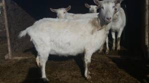 Dairy Goat-Milking, Bred, Yearlings (Mountain Home)