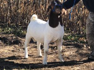 Boer Goat Bucks (Medford, MN)