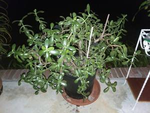 Plant, jade (St Marys, Ga)