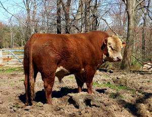 bulls (Axton Virginia)