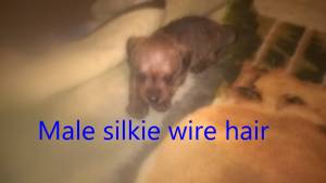 min pin dachshund mix puppy