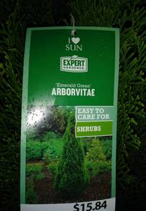 Emerald Green Arborvitae (FEDERAL WAY)