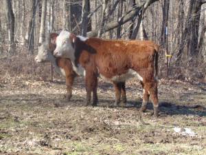 Registered Polled Herefords (Norman,In.)